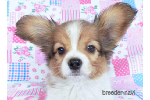 成約済の千葉県のパピヨン-159994の5枚目